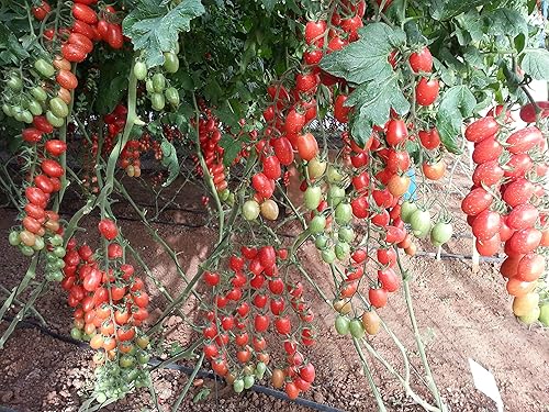 Miniatura 3 de 50+ Semillas de Tomate Vine - Rojo Vegetal