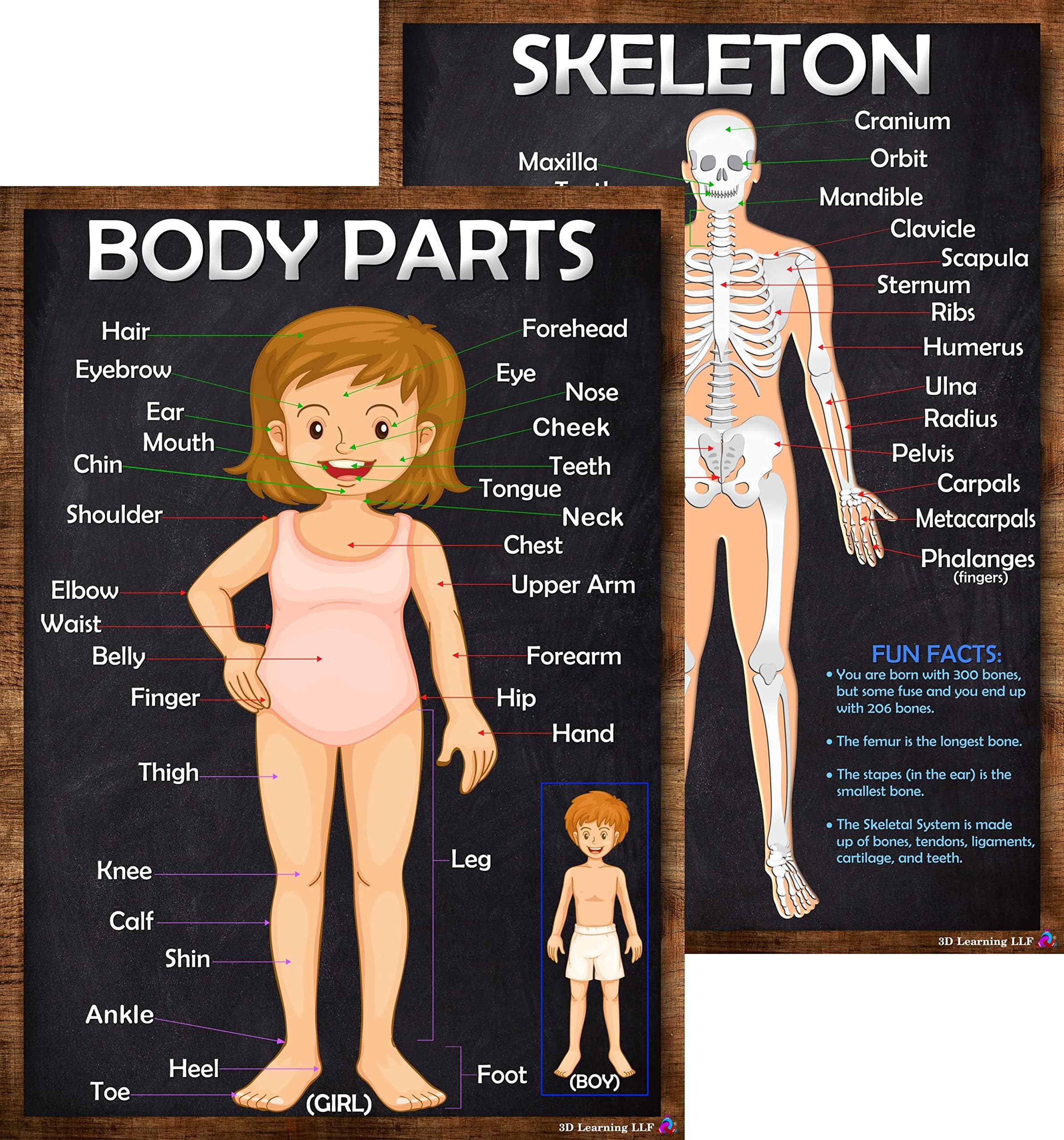 3D Learning LLF Kid’s Body Parts and Skeleton Posters - Laminated 14x19.5 – Educational Anatomy Charts, Classroom Posters and Decorations, Back to School Supplies, Science Posters for Biology Class,