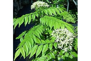 Curry Leaf Tree (Murraya Koenigii): Your Culinary Herb Haven at Home