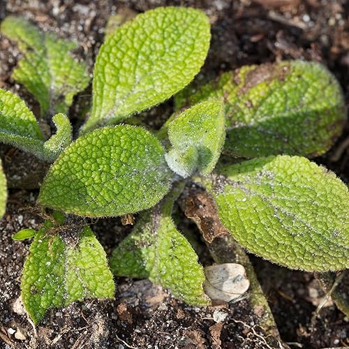 Miniatura 5 de Seed Needs Excelsior Mix Fox Glove - Semillas de dedalera para plantar un jardín de mariposas al aire libre con coloridas flores silvestres (paquete