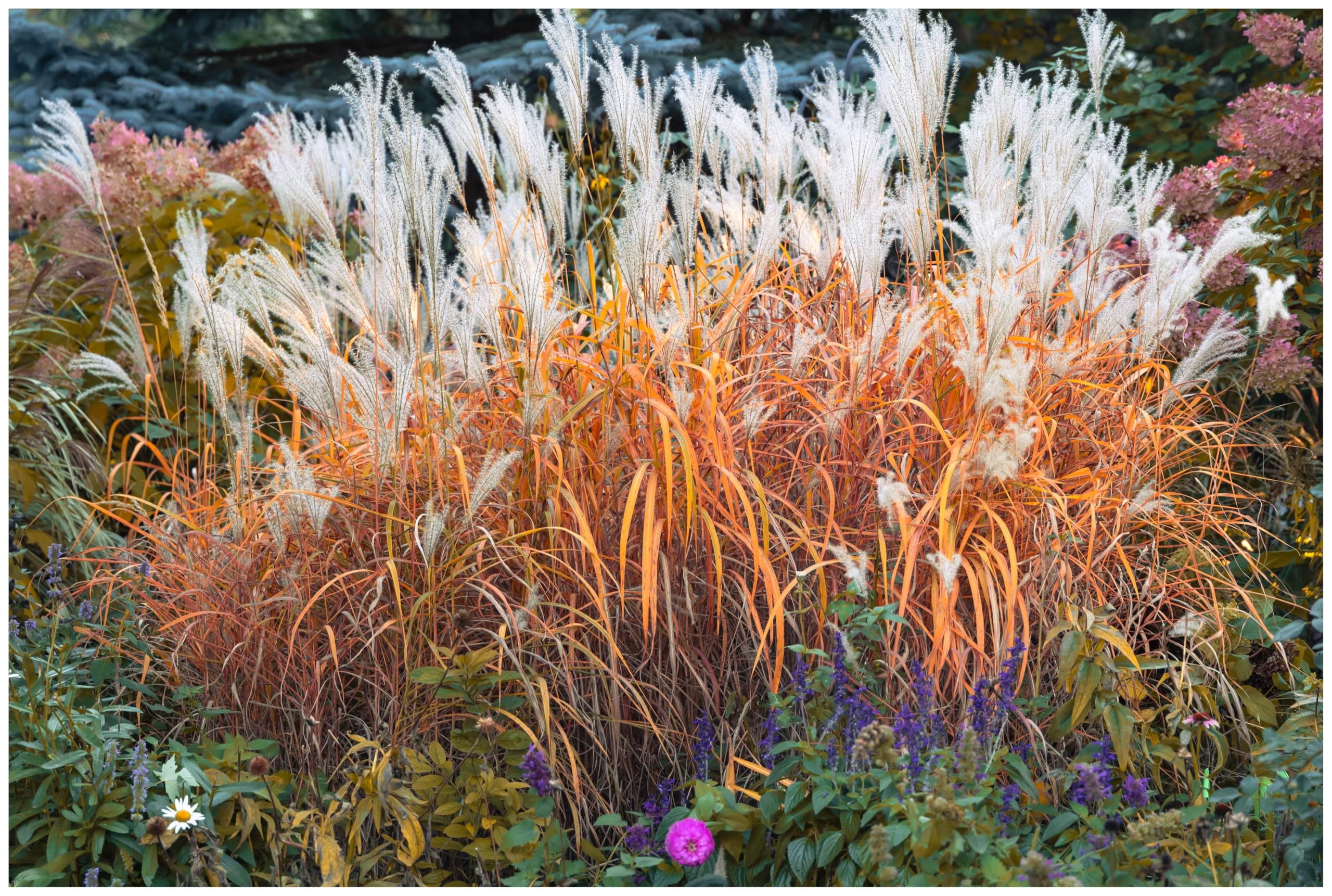 Stauden Gänge 10 x Miscanthus sinensis 'Purpurascens' Chinaschilf