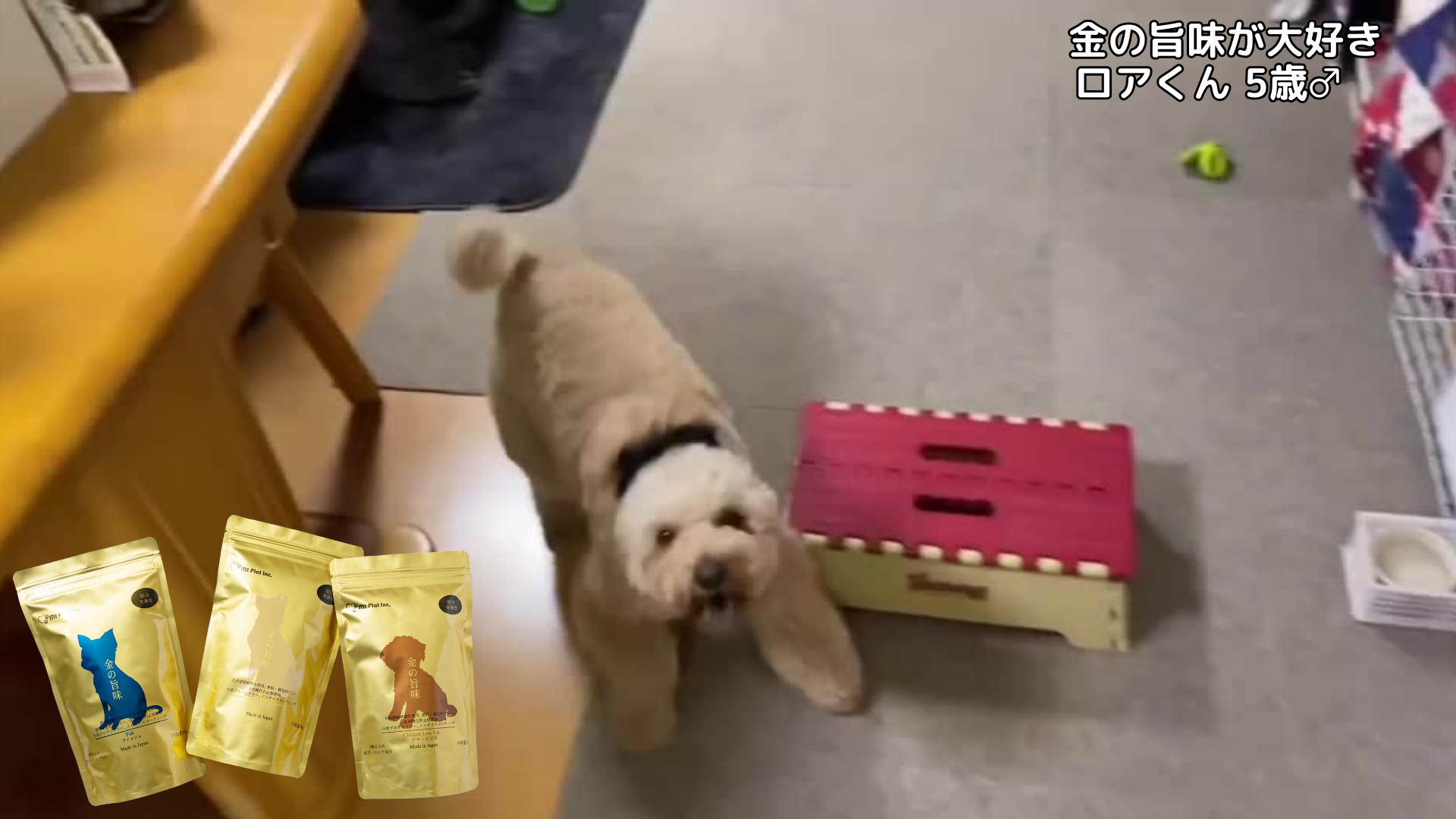 Amazon.co.jp: 【 国産 無添加 】 ドッグフード 「金の旨味 チキン低