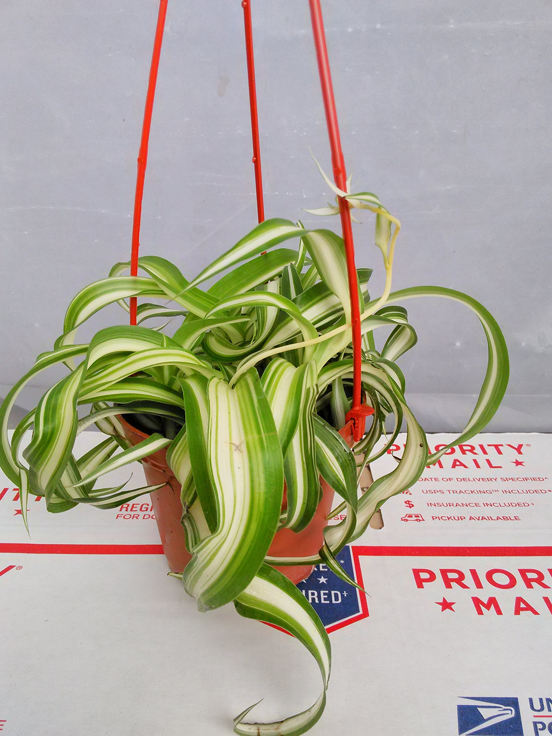 Bonnie Curly Spider Plant