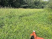 Review Image by Jesse W. Jesse W.