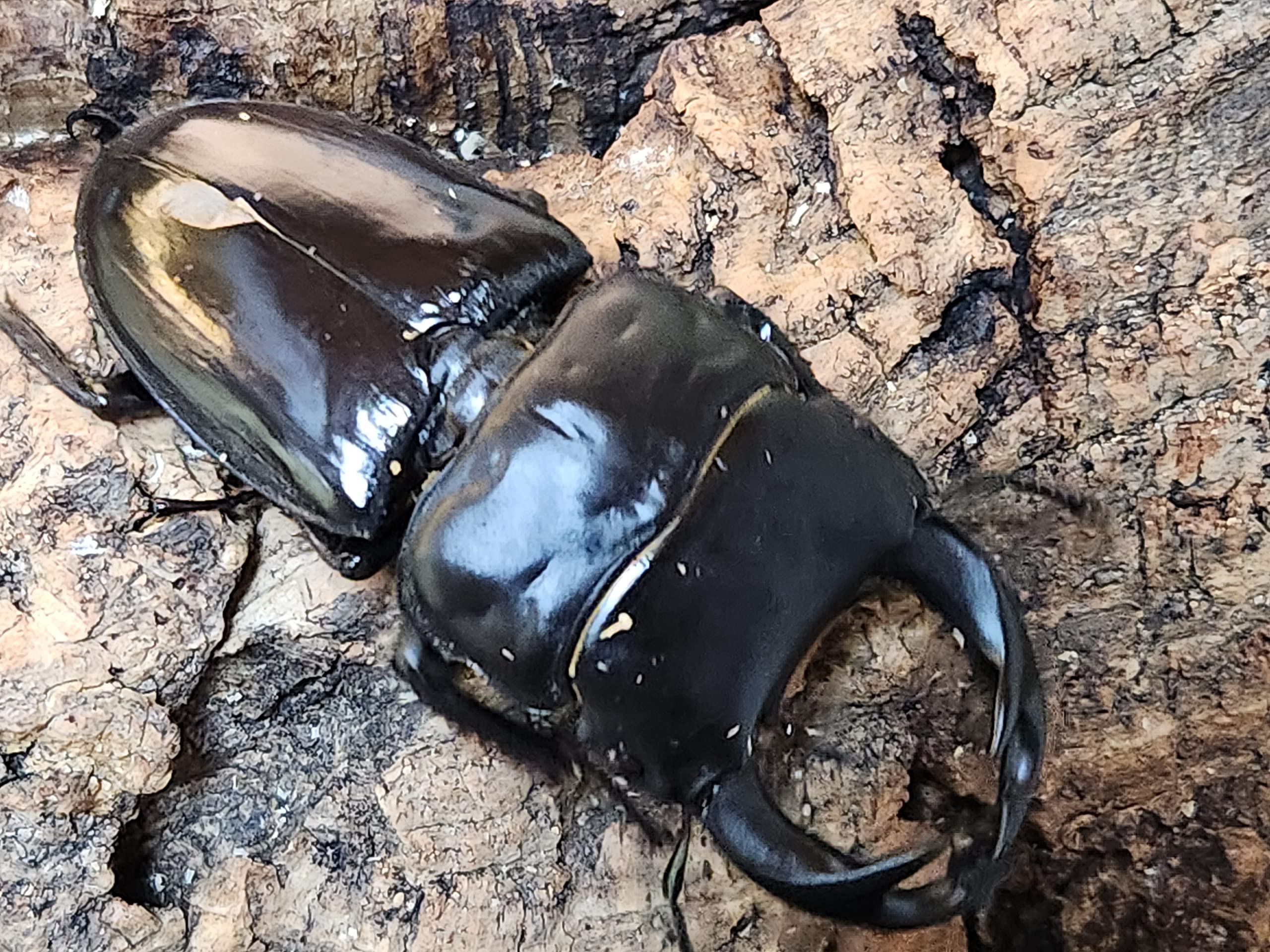 Amazon | クルビデンスオオクワガタ（タイクルビ） 成虫 ペア B69.0mm