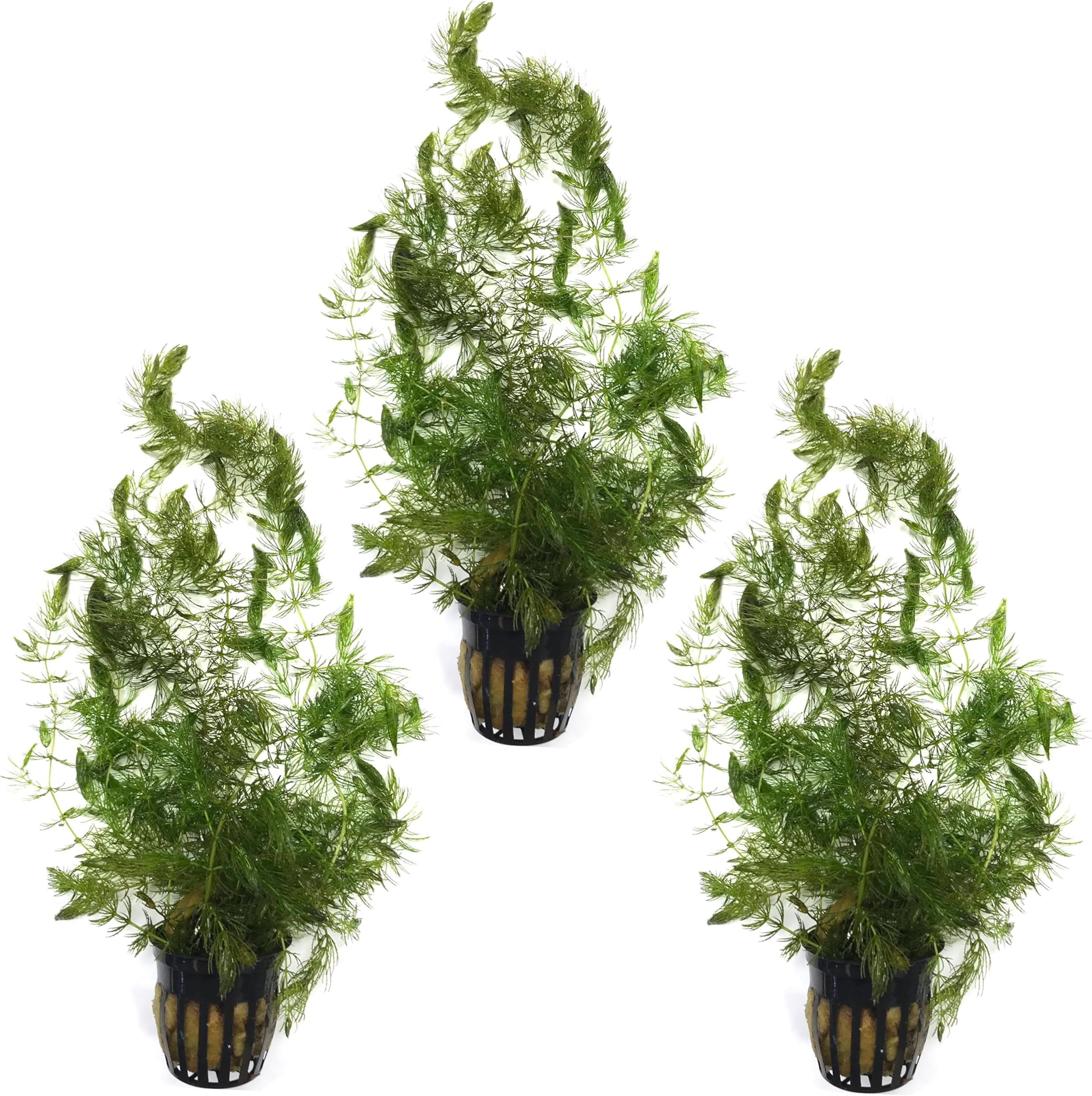 Live Hornwort (Ceratophyllum demersum) 3 Pot Pack for Ponds and Aquariums - Great Begginer Plant - Great Oxygenator