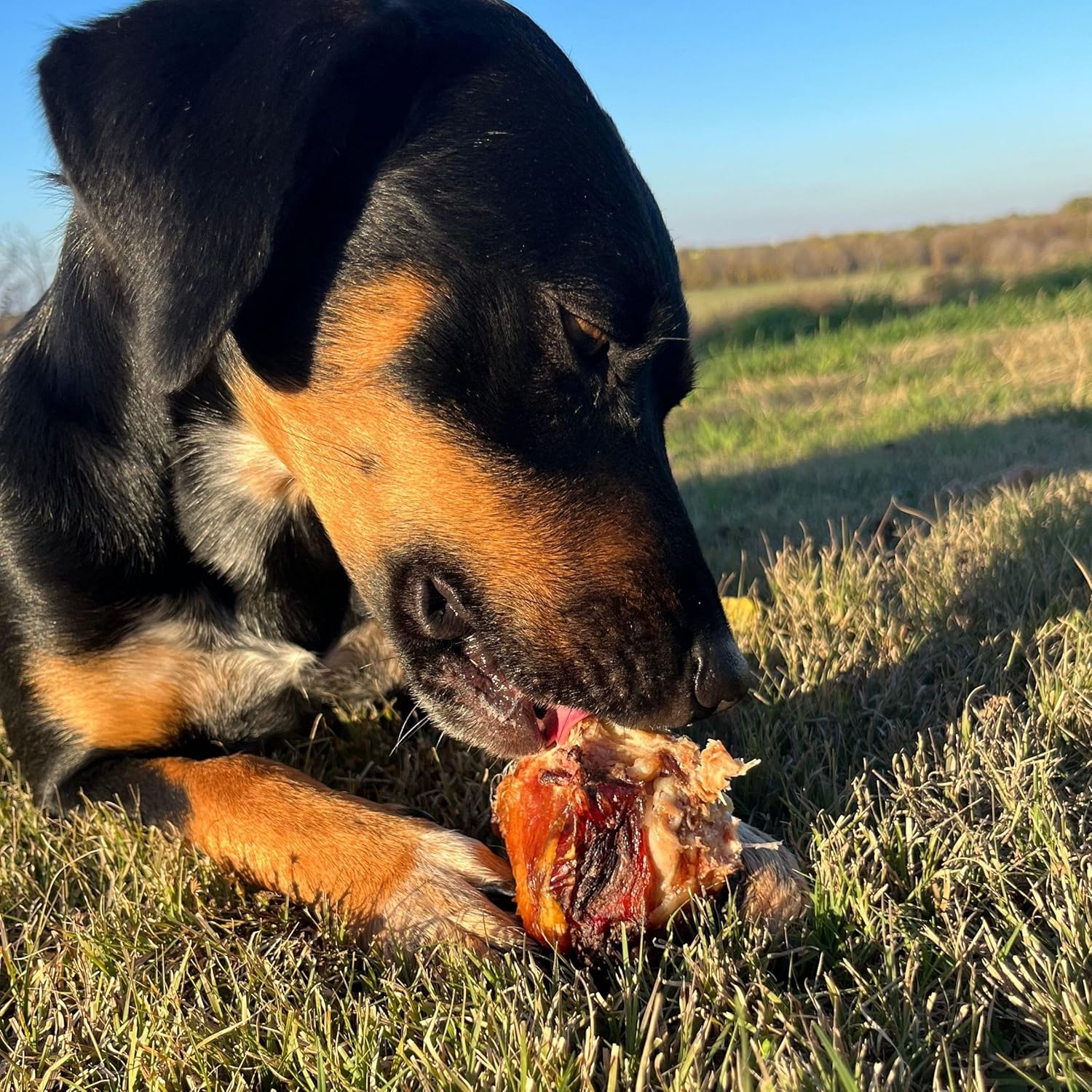 JACK'S PREMIUM Knee Cap Dog Bone - Made in USA All Natural Beef Chew - Long Lasting Meaty Bones for Large Dogs