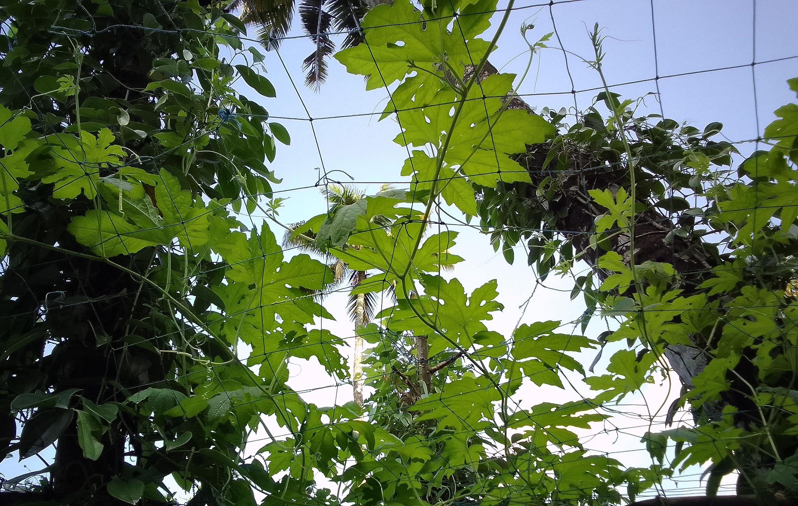 Spicado Traders Plant Climbing net, Creeper Plant Support net for Agriculture and Gardening -10 Feet x7 Feet (3mX2 m) (B0CCDK538Y) Amazon Price History, Amazon Price Tracker
