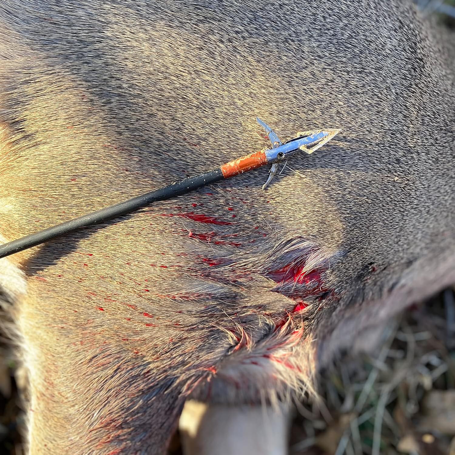 Bloodsport Gravedigger 4-Blade Hunting Hybrid Mechanical Broadhead with Cut-on-Contact Tip - 100 Grains | 1" Fixed 1.75" Mechanical Cutting Diameter | 3 Pack