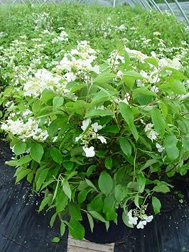 Viburnum p. t. 'Mariesii' (Doublefile Viburnum) Shrub, white flowers, #3 - Size Container