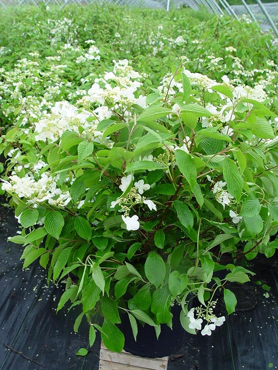 Viburnum p. t. 'Mariesii' (Doublefile Viburnum) Shrub, white flowers, #3 - Size Container
