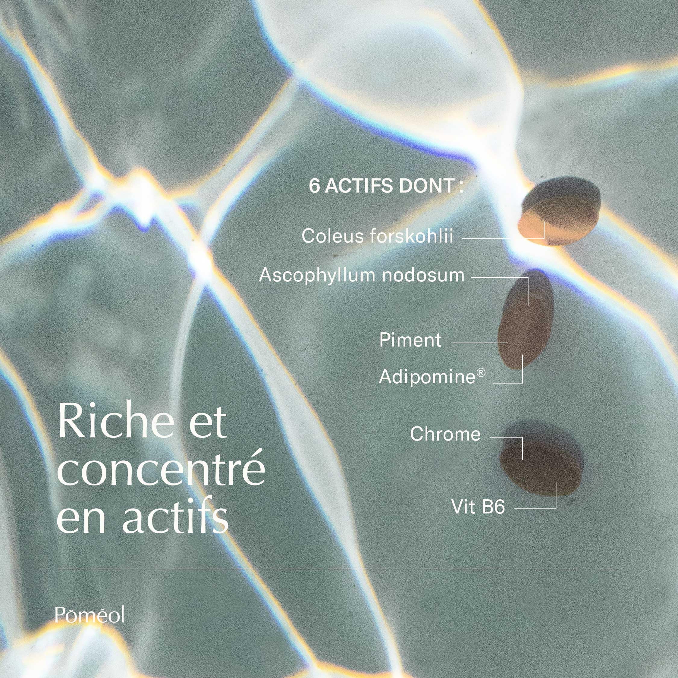 Brûleur de graisse puissant et raffermissant ǀ Complément Alimentaire Perte de Poids ǀ Made in France ǀ Optimise la masse musculaire ǀForskoline,Ascophyllum,Piment, Vitamine B6,Chromeǀ30 joursǀPOMÉOL