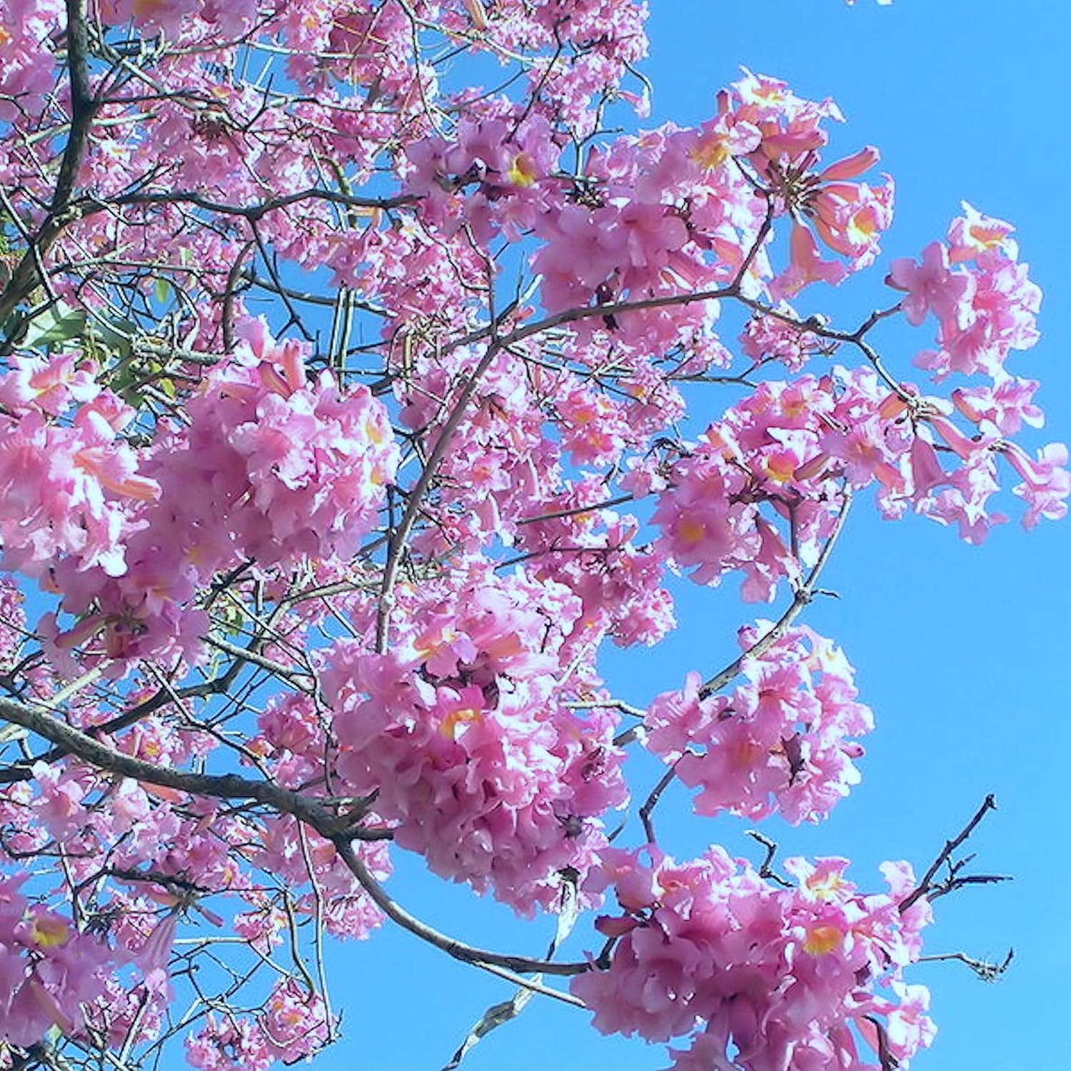 Pink Trumpet Tree - Tabebuia Ipe - Handroanthus impetiginosus - Live-Tropical Plant - Lavender Mauve Flower - 6-12 Inches Tall - 4 Inch Pot