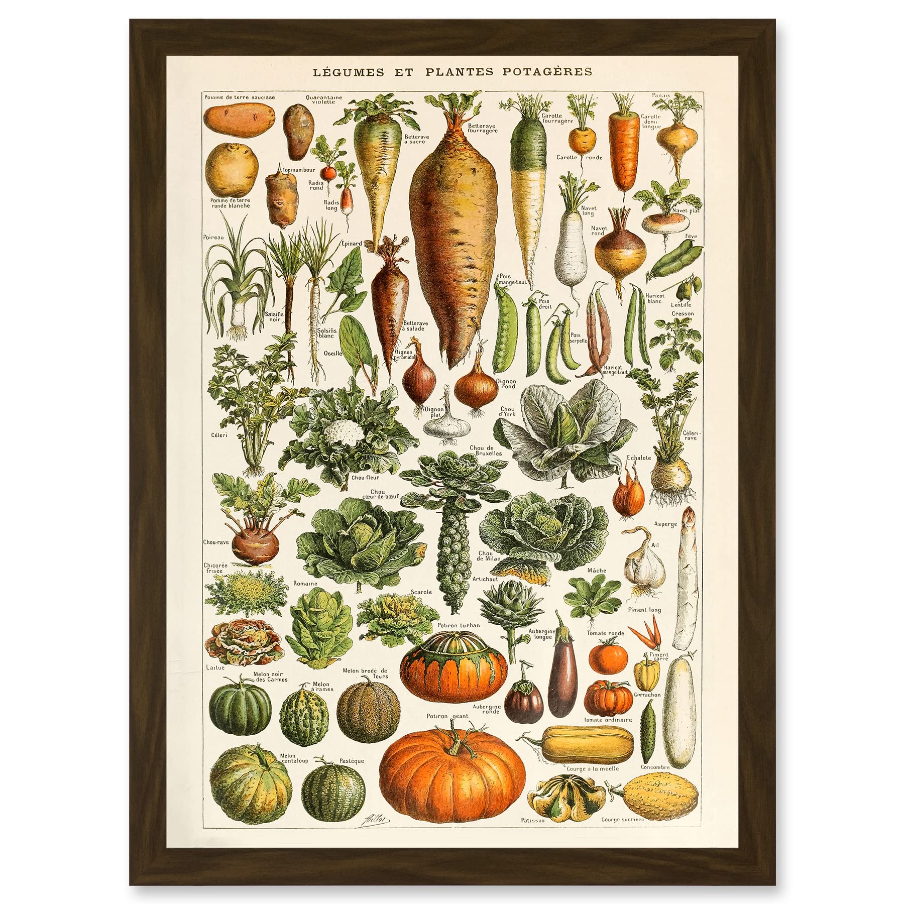 Artery8 Millot Encyclopedia vintage Vegetables Legumes Nature Artwork Framed Wall Art Print A4