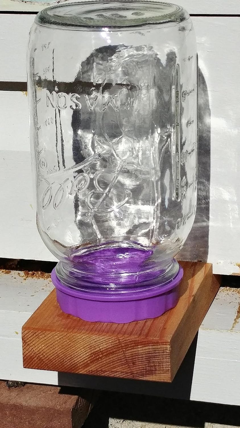 The Bee Bar No Rust Caps for Mason jar,Honeybee Jar Feeder Caps (1)