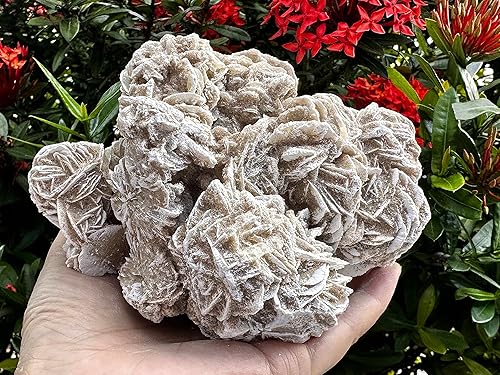 Miniatura 6 de Gran racimo de rosas del desierto, piedras naturales de selenita de rosa del desierto, rosa de yeso del desierto, cristal de rosa de selenita crudo,