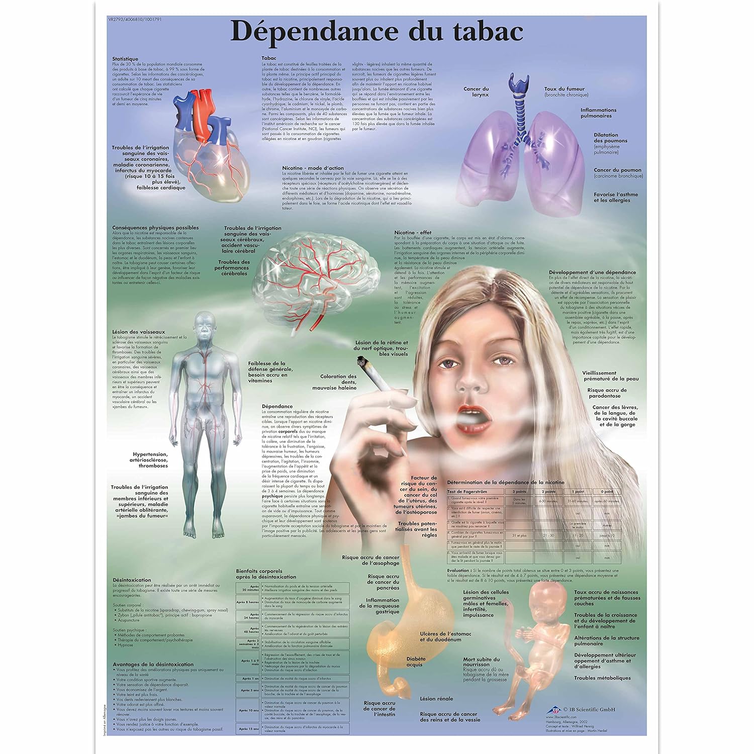 3B Scientific VR2793L Glossy UV Resistant Paper Dependance du Tabac - Anatomical French Chart, Poster Size 20" Width x 26" Height
