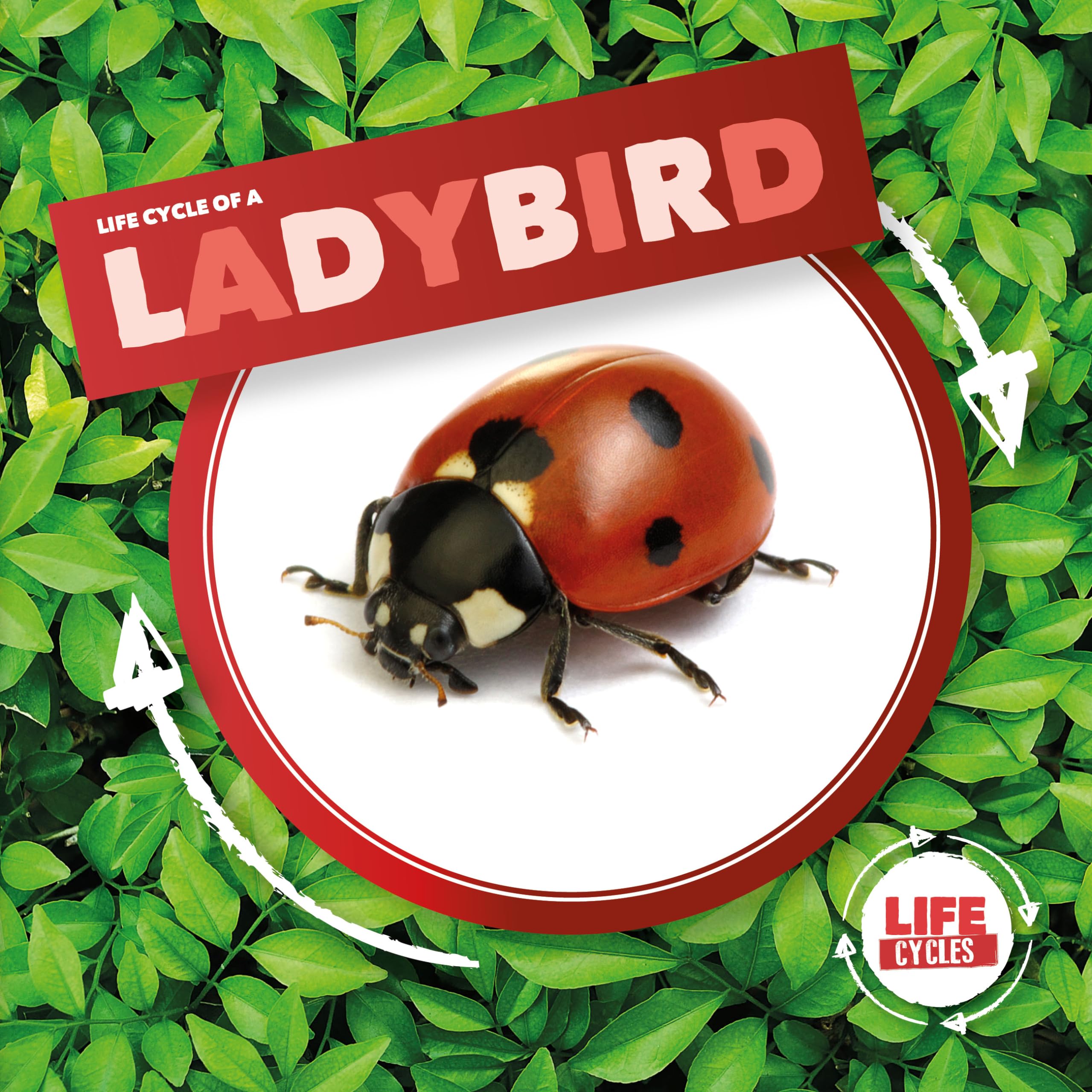 Ladybird (Life Cycle Of A)