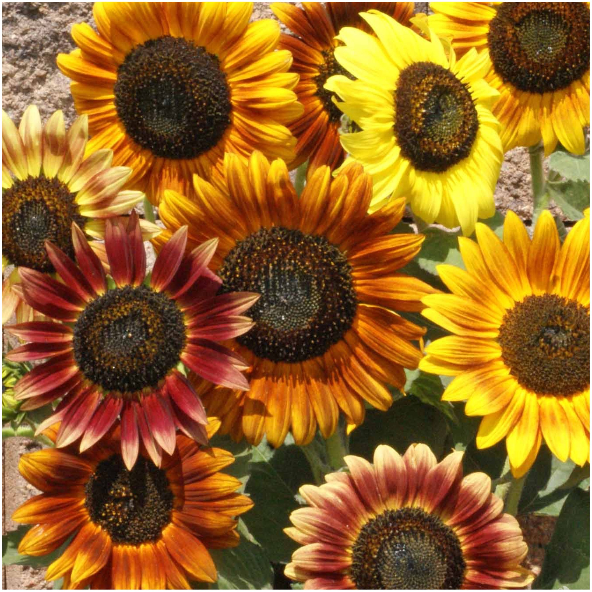 Amazon.com : Seed Needs Sunflower Seeds Variety Pack of 6 Flowers