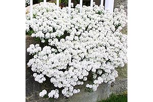 White Iberis Candytuft Plants in 4" Pots for Planting - Live