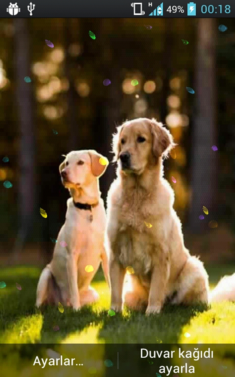 Cute Dogs Live for Android