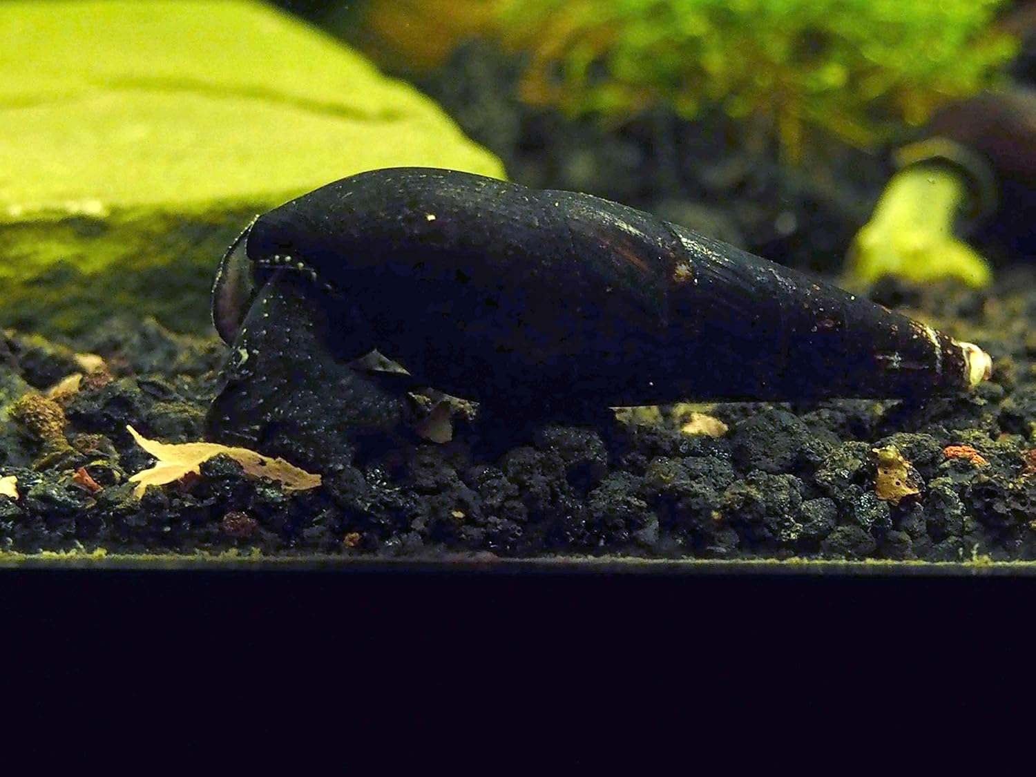 Aquatic Arts 10 Live Black Devil Spike Snails | Freshwater Aquarium Snails | Betta Safe Pet Snail For Fish Tanks