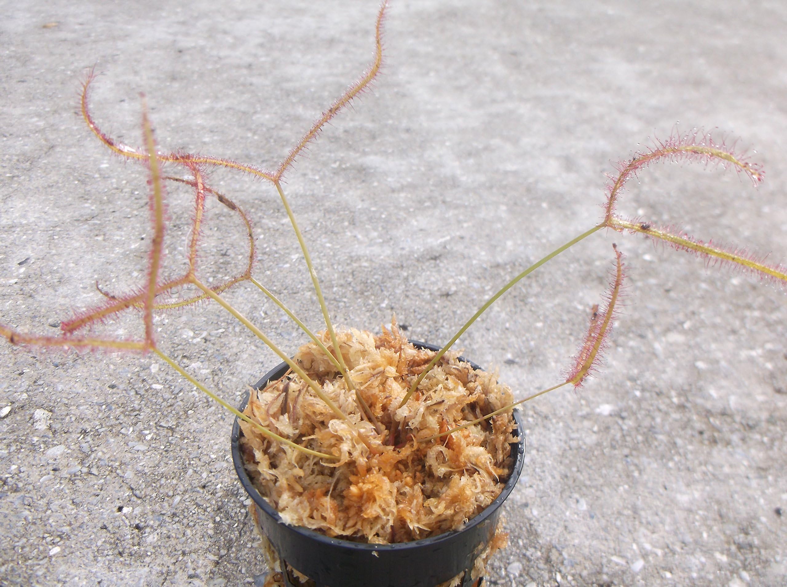 Carnivorous Forked Leaf Sundew (Drosera Binata) Plant 3 inch pot