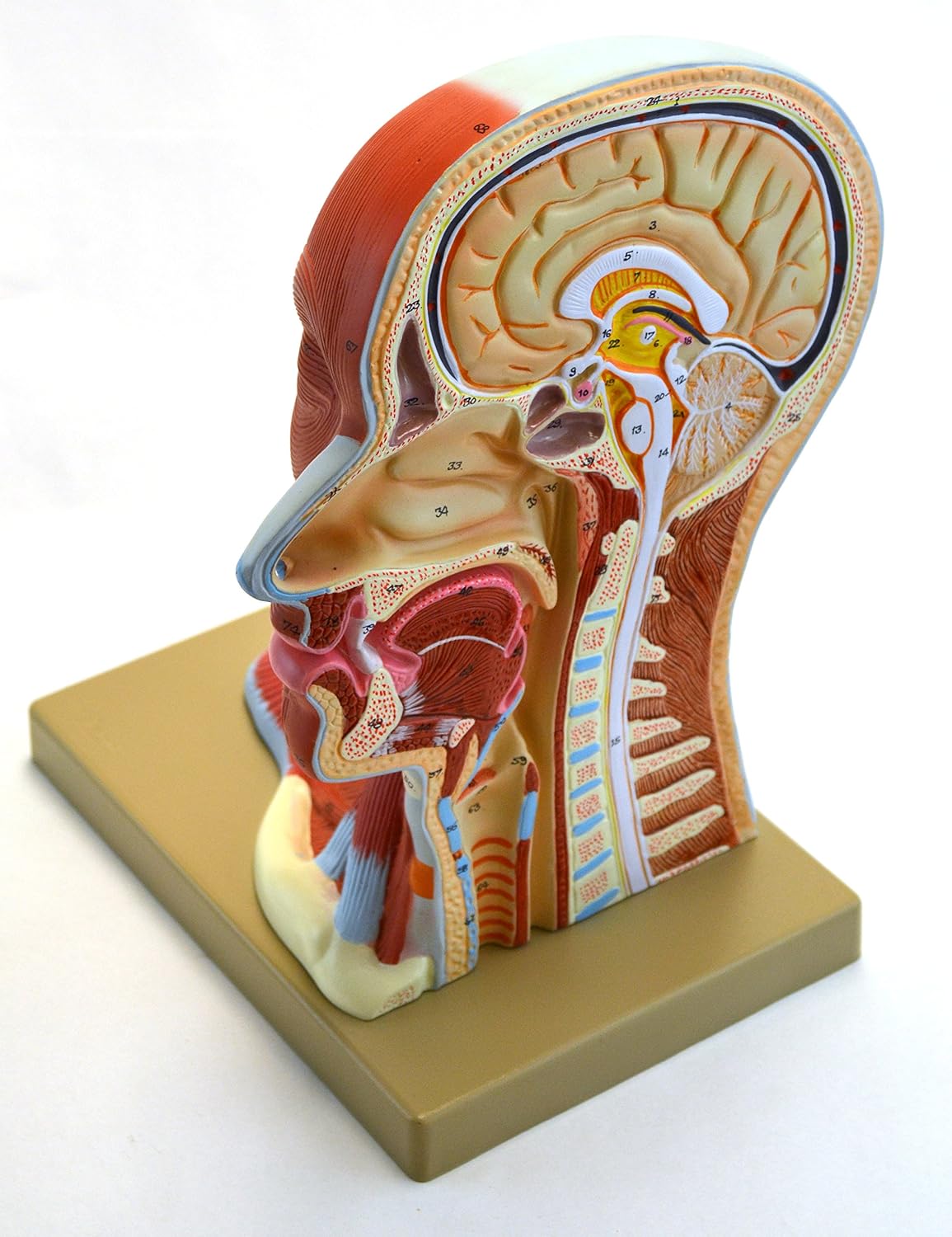 Eisco Labs Human Head Anatomical Model, Life-Size Median Section, Detailed Anatomy, 12 Inches Height Study Tool