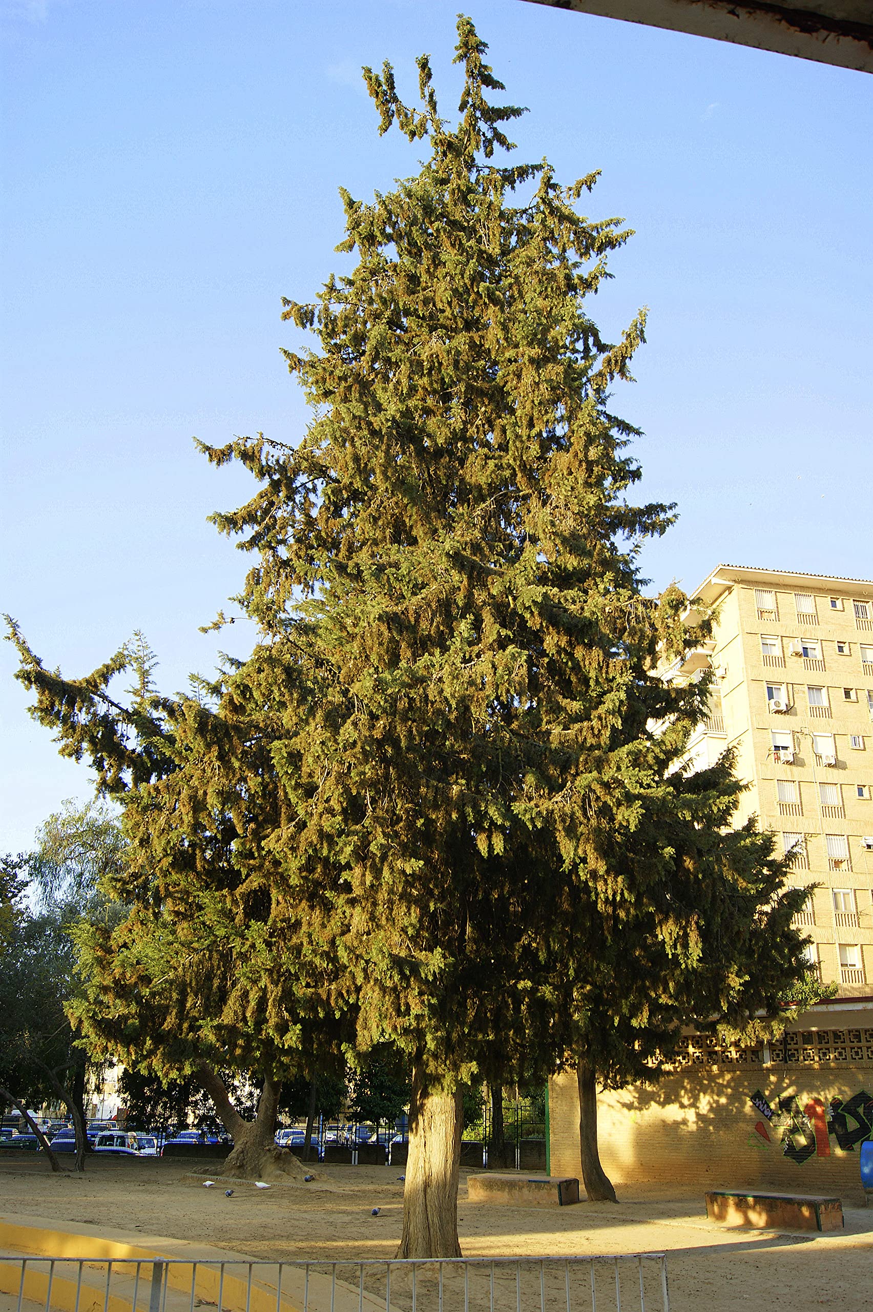 100 Semillas Ciprés Horizontal (Cupressus Sempervirens Horizontalis) Verde