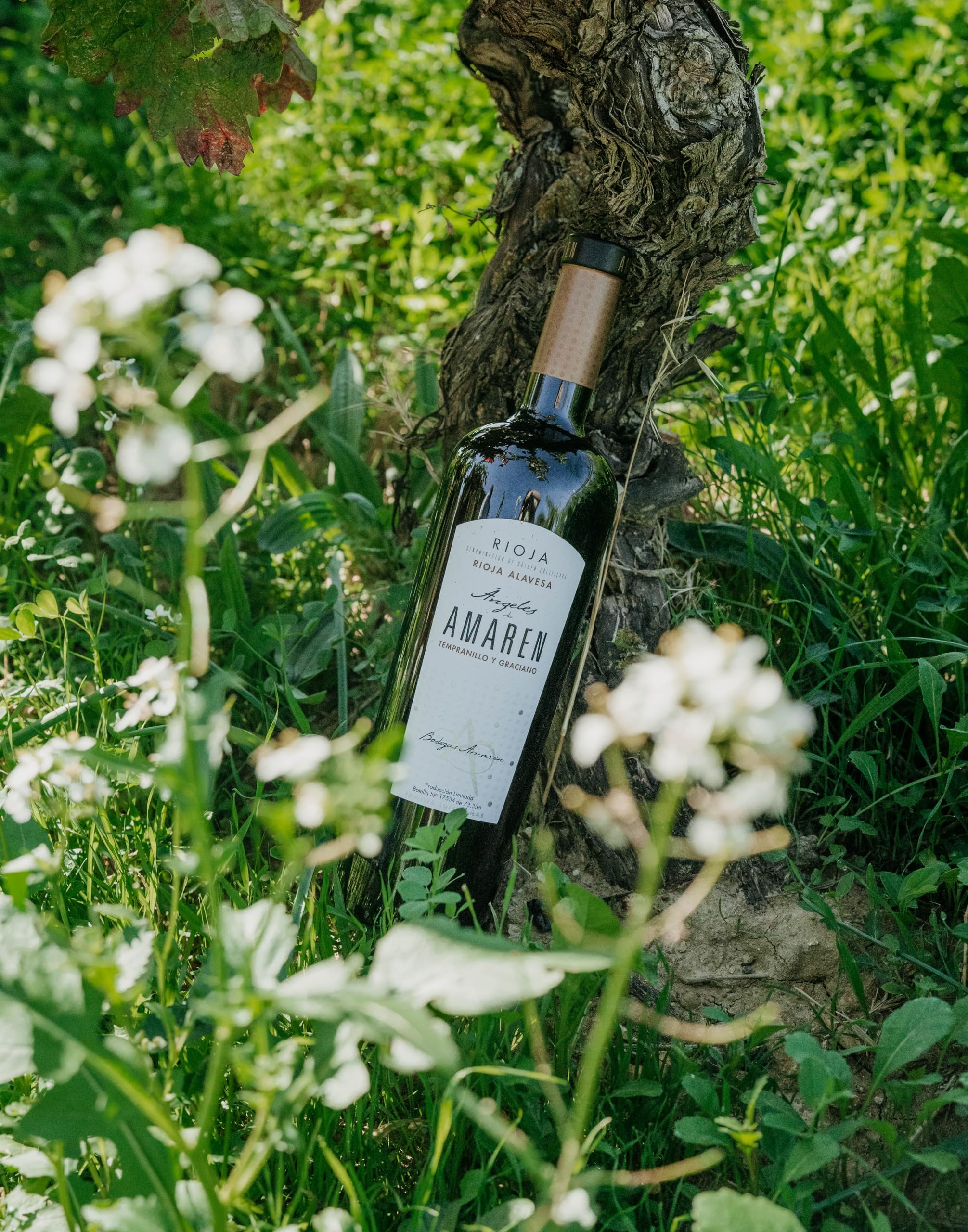 Ángeles de Amaren - Vino Tinto con D.O. Rioja - Elaborado con Variedad de Uva Tempranillo y Graciano - Notas Frutales - Barricas de Roble Francés y Americano - Incluye Estuche - 6 Botellas de 75 cl