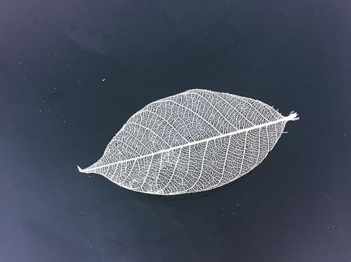 Miniatura 4 de Hojas de esqueleto de 3 pulgadas, 100 piezas de hojas de goma natural para hacer flores, tarjetas especiales para álbumes de recortes, manualidades,