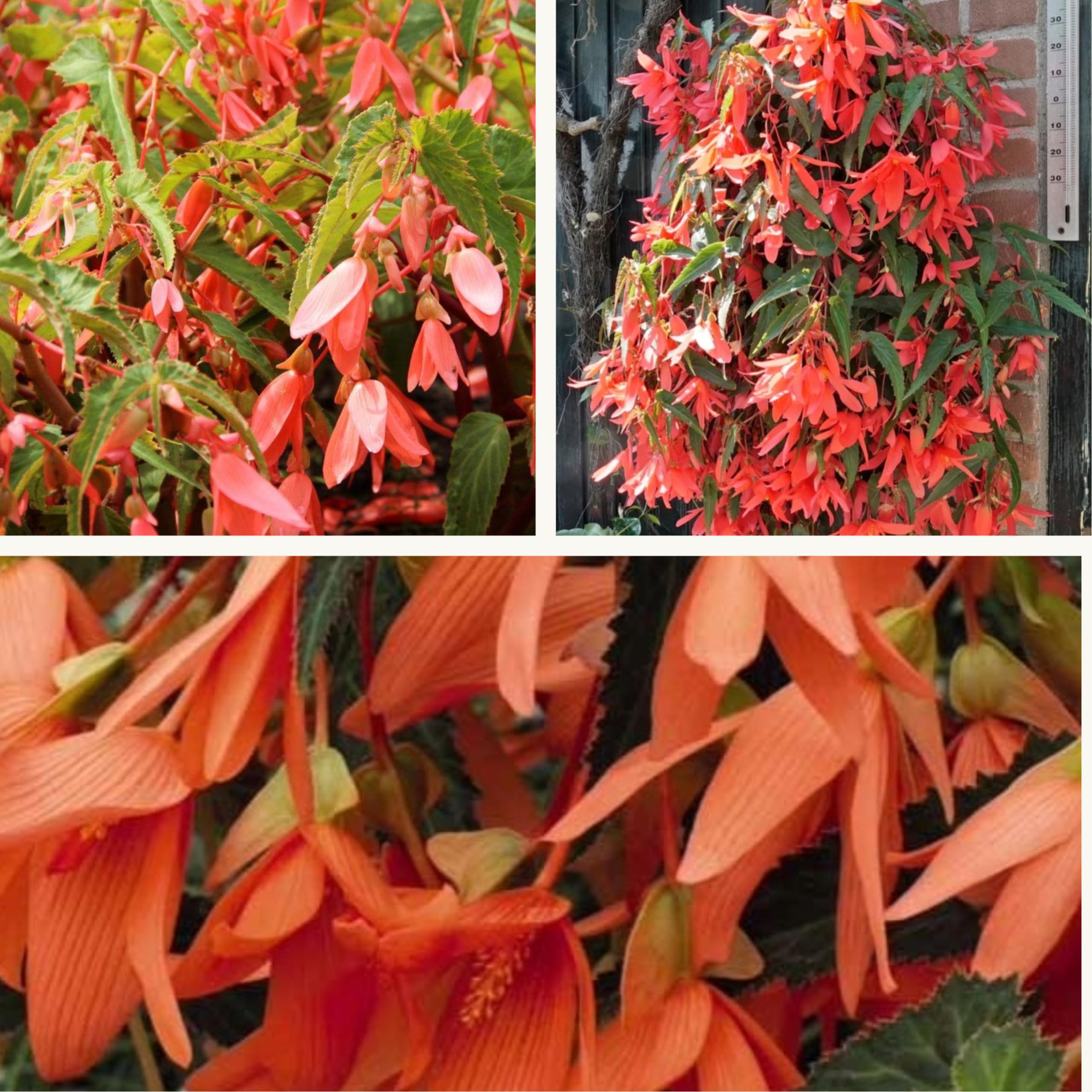 Begonia Bertinii (Bertini) San Francisco x 1 Flower Corms seeds. Orange/Salmon Elegant Trailing Summer Flowers