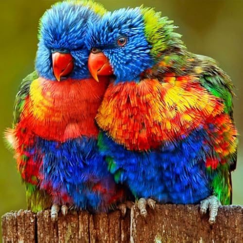 Dolby Vision 4K Screensaver - Colorful 4K with Relaxing Music Screensaver for Fire TV