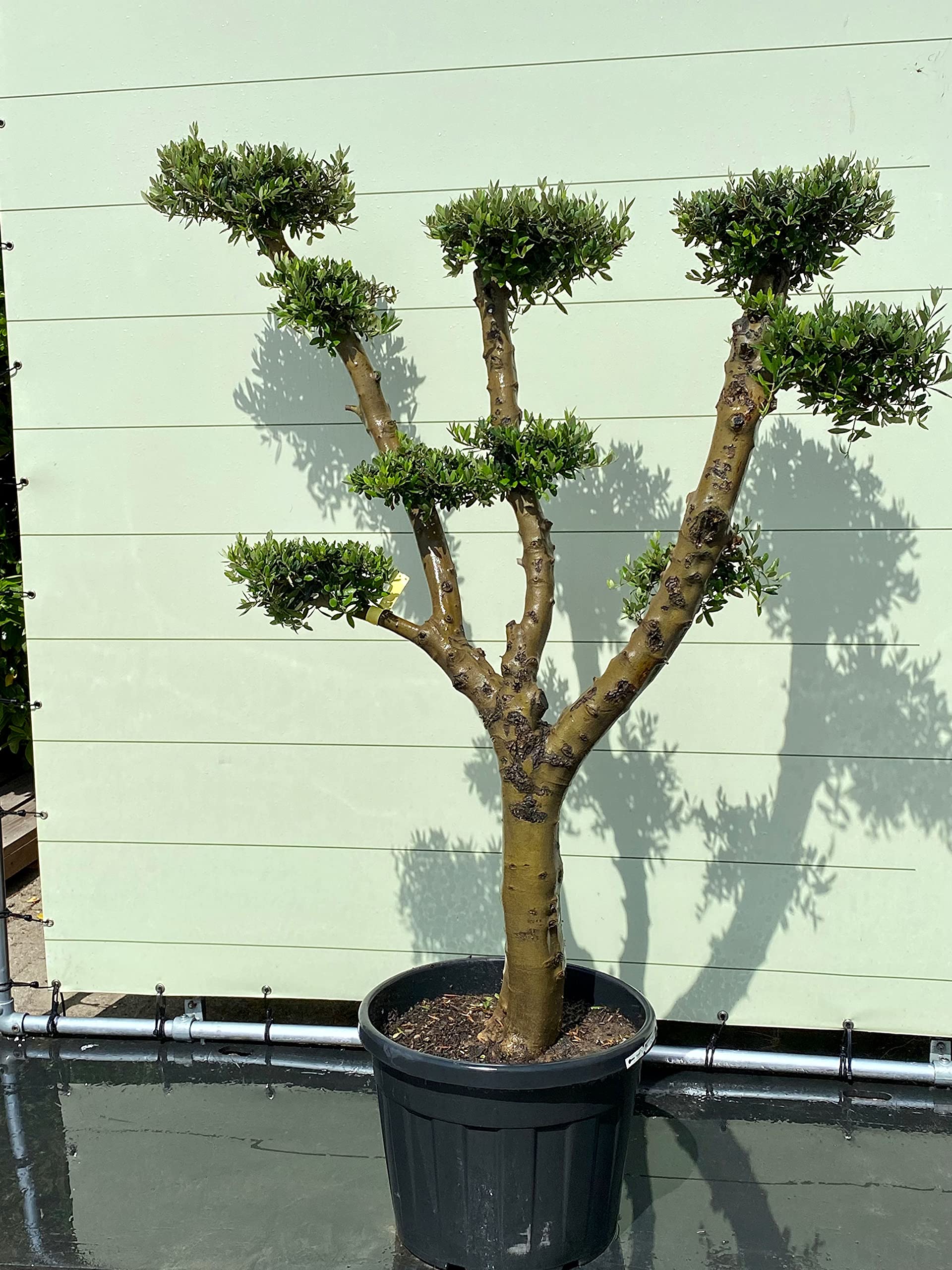 thuja smaragd kaufen in der nähe Thuja 'Smaragd' – planta de seto de hoja perenne, 6 plantas por metro, main image 1
