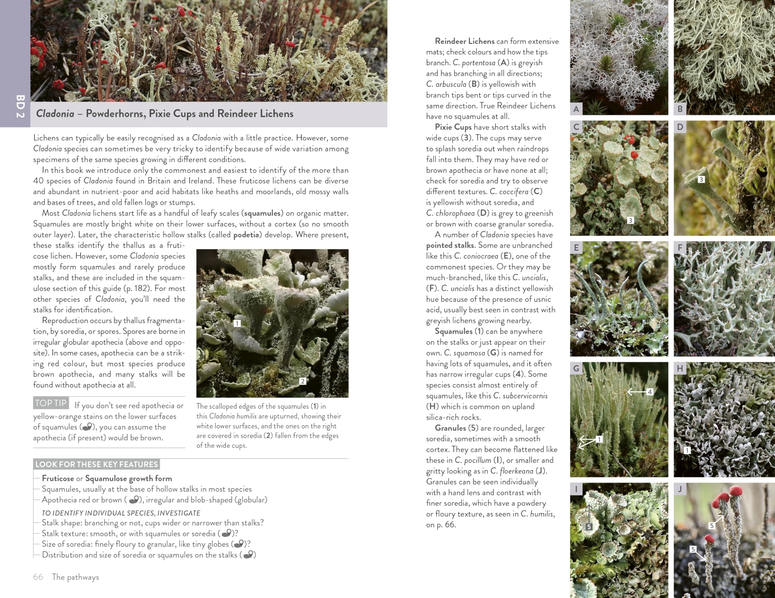 Lichens of Britain and Ireland: An Introductory Guide