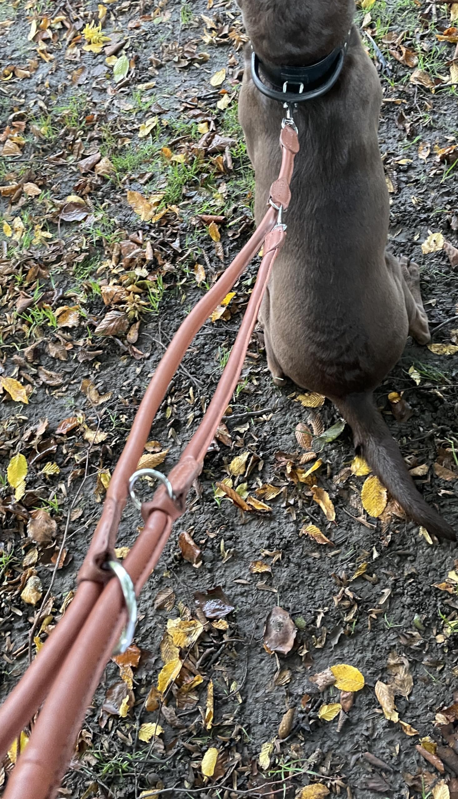 Round Leather Lead For Your Dog. Handmade Dog Leash, Genuine Leather, Safe Swivel Trigger Hook Lobster Clasp (Brown)