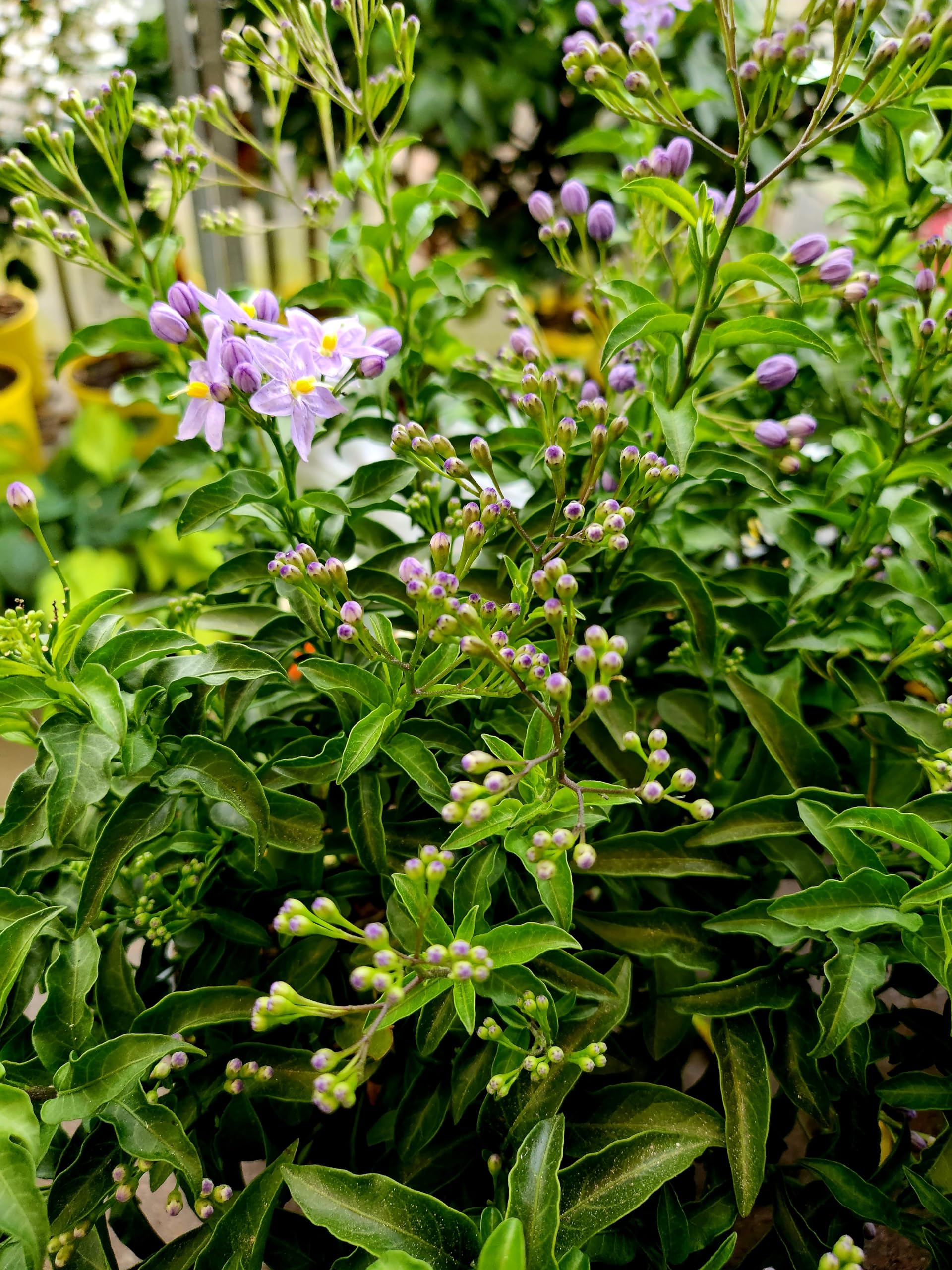 POWERS TO FLOWERS - SOLANUM JASMINOIDES A FIORE AZZURRO, GELSOMINO, 3PIANTE, vaso 14cm, piante vere