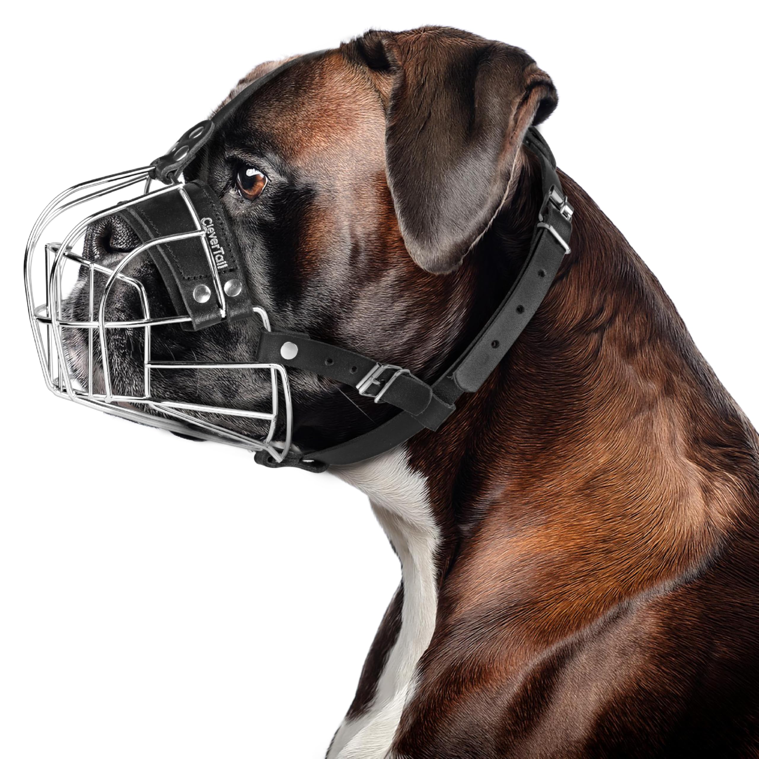 CleverTail Boxer
