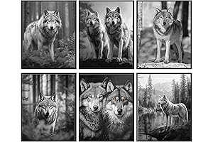 97 DECOR Black Wolf Decor - Wolf Poster Prints, Wolf Wall Decor...