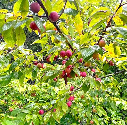 Miniatura 3 de Semillas de ciruelo americano - Más de 30 unidades - para plantar Prunus Americana Ciruelas silvestres Rojo Dulce Nativo Forrajeo Cerdo Canadiense