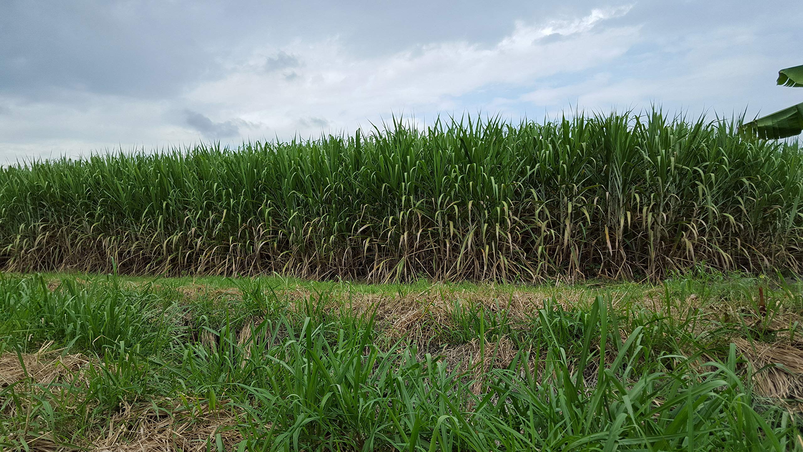 Amazon.com : 1100-World's Tallest Sugarcane (Saccharum officinarum