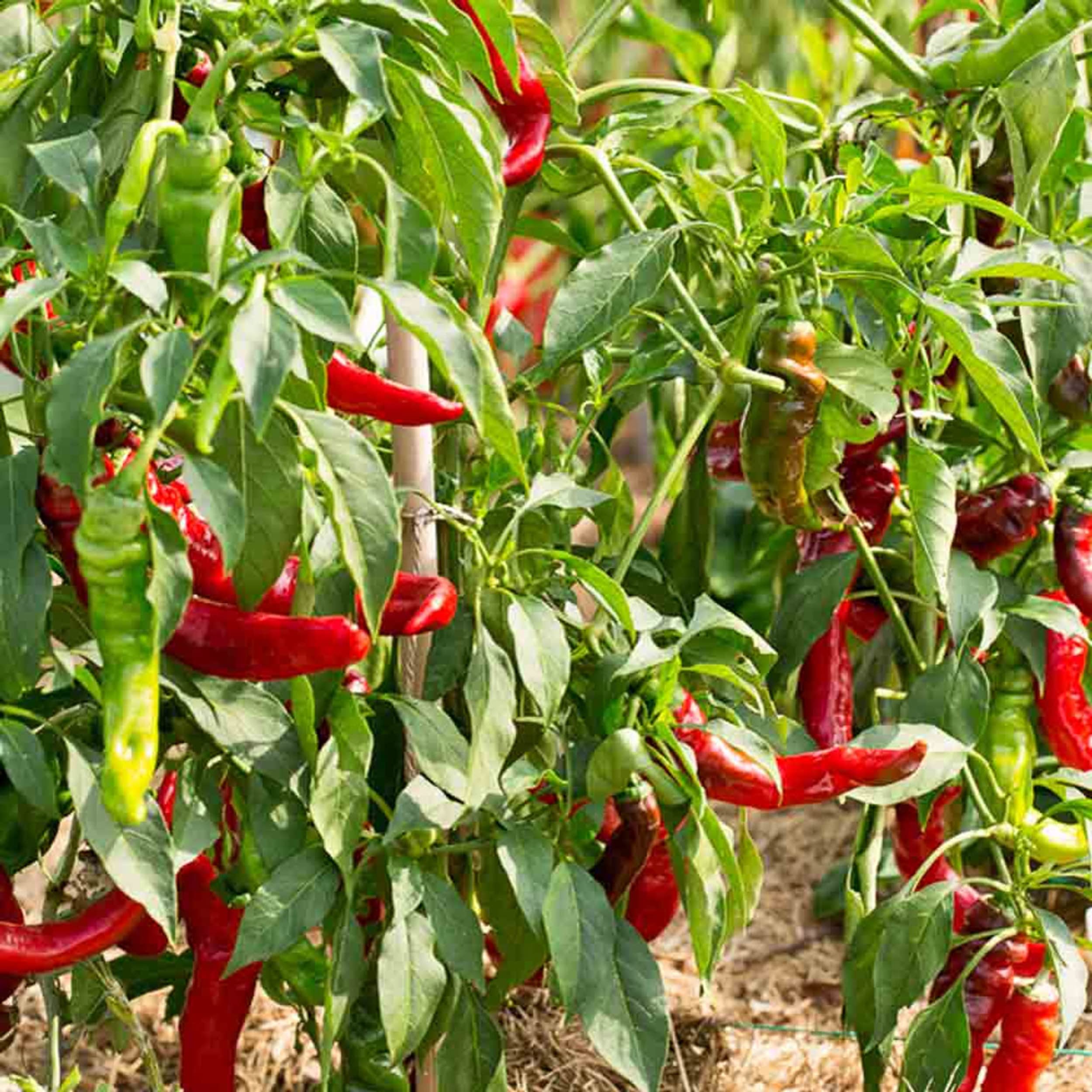 Jimmy Nardello Italian Sweet Pepper Plant (3) Live Plants Each 75 Days Old Not in Pots Super Hot Pepper for Planting in Your Organic Garden