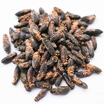 冷凍コオロギ Mサイズ 2kg 爬虫類 両生類 小動物 アロワナ フトアゴ等 楽天市場】冷凍コオロギ メガ L 2.4cm-2.9cm程 100g 300g 500g