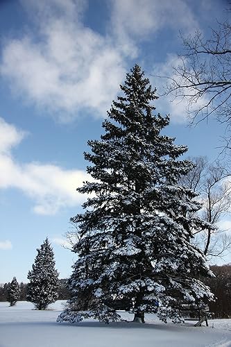 Miniatura 8 de Colorado Blue Spruce  Kit de cultivo de semillas de árbol  The Jonsteen Company
