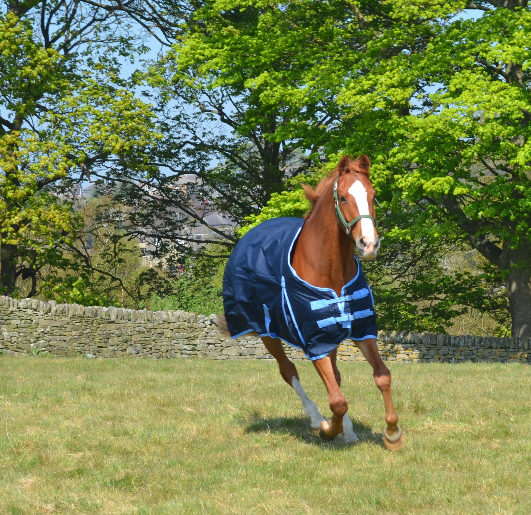 600d - Alfombra impermeable de peso medio para caballos (200 g), color azul marino