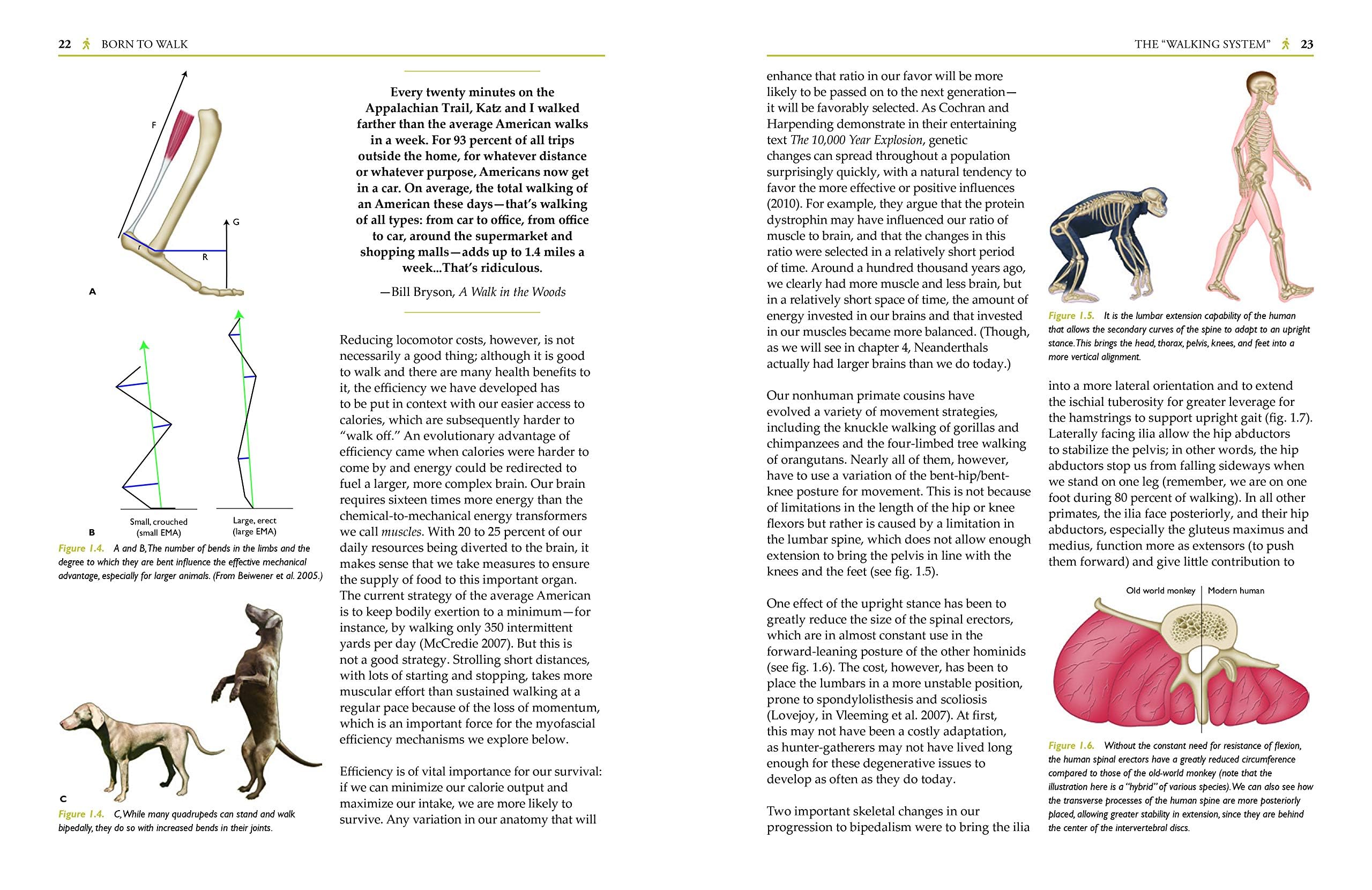 Born to Walk: Myofascial Efficiency and the Body in Movement
