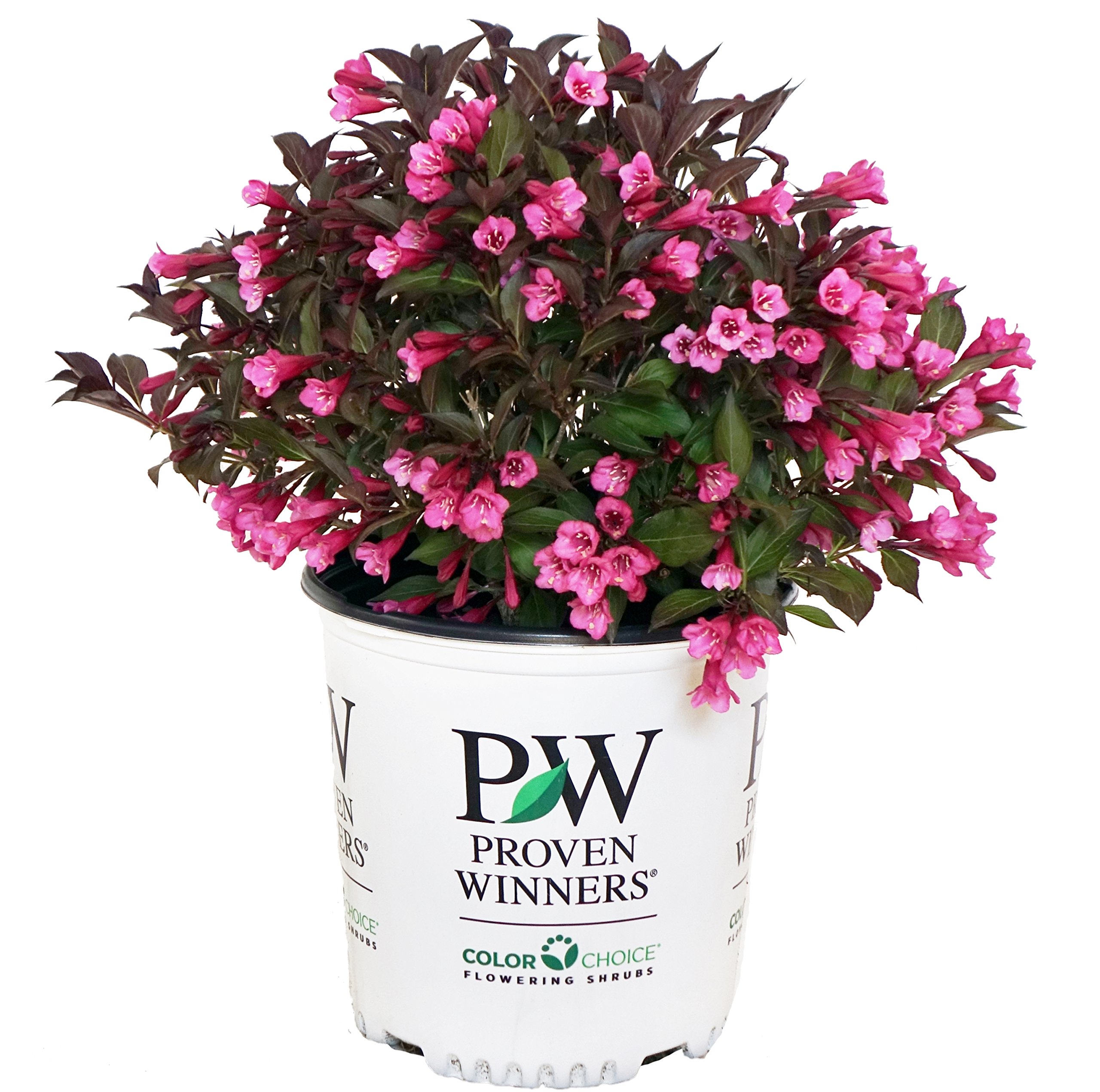 Proven Winners Wine & Roses Weigela