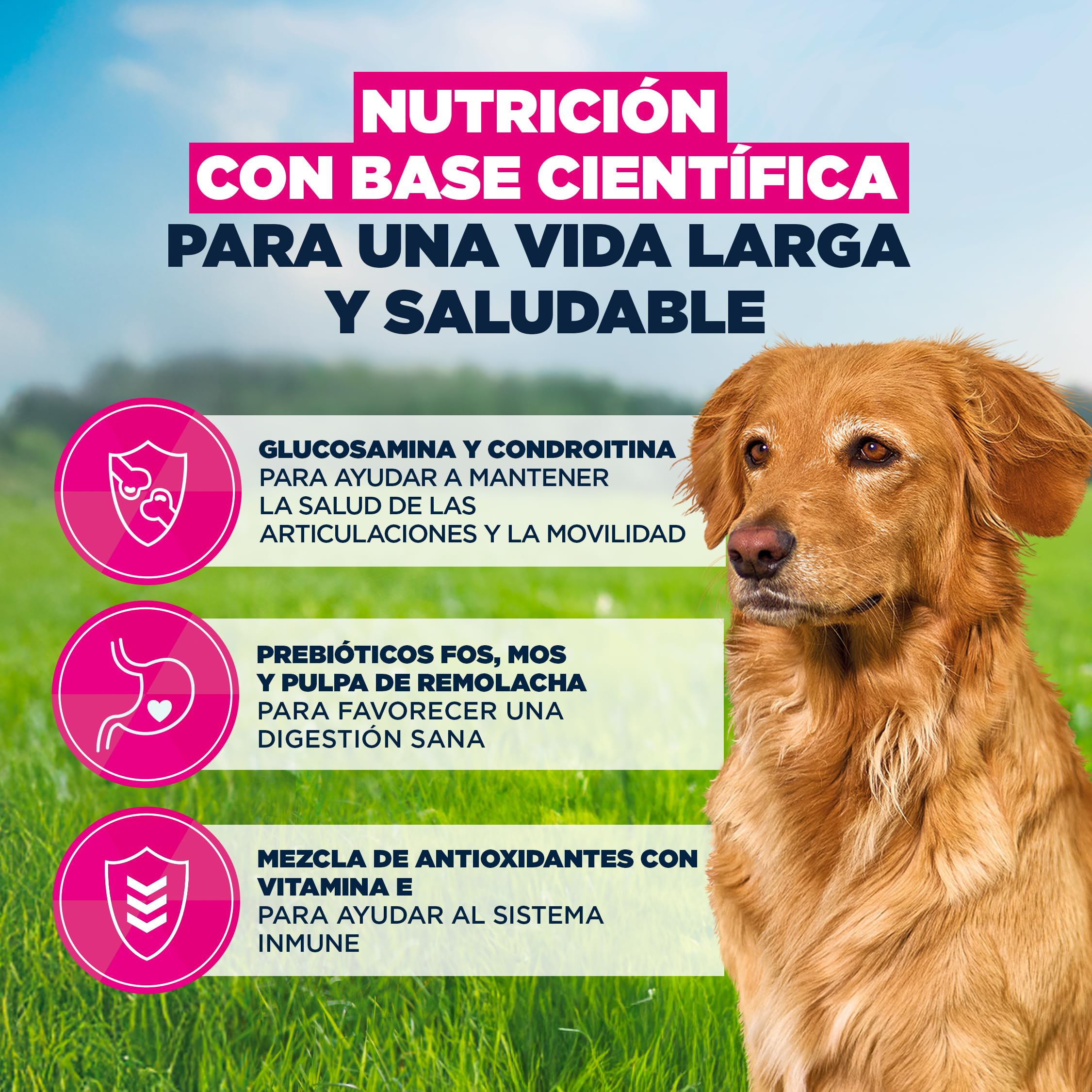 Eukanuba, alimento seco para Edad Avanzada con Cordero y arroz para Razas Grandes - Alimento seco Premium para Perros Senior, 12 kg