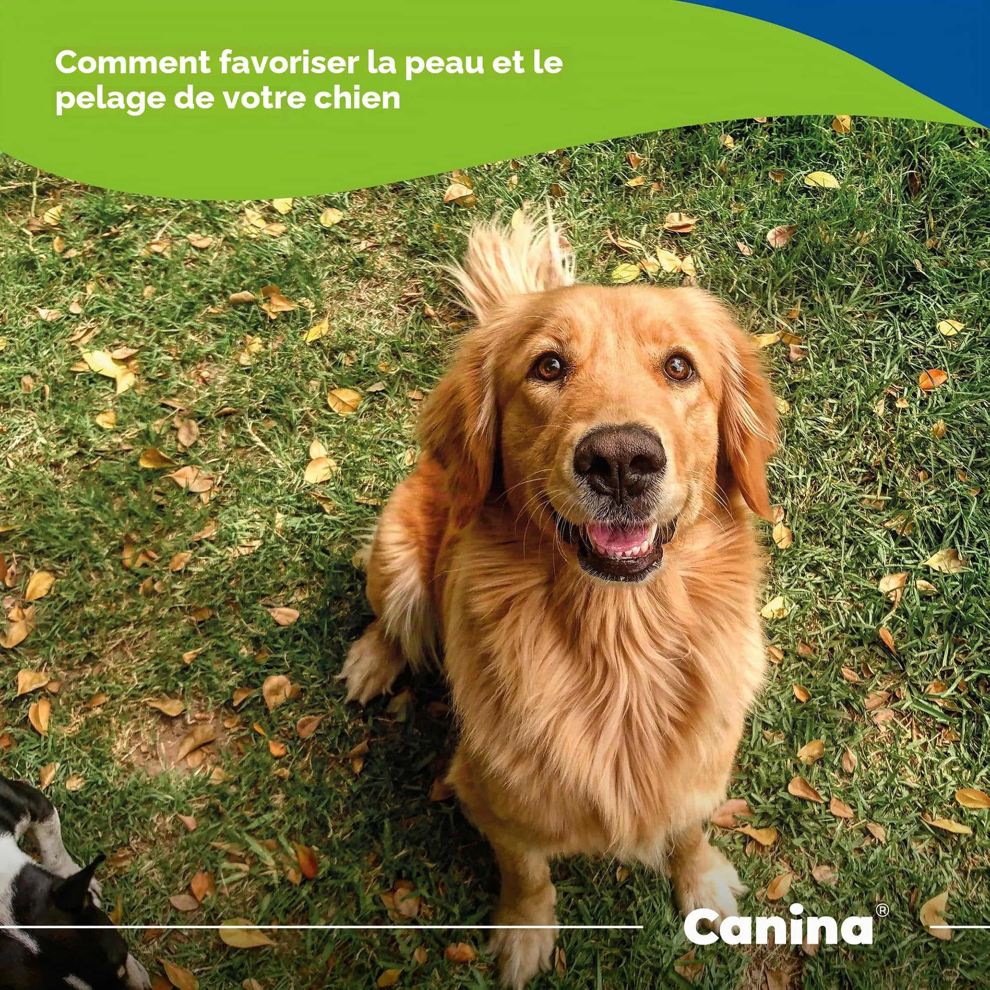 Canina Biotin Forte Comprimés pour Chiens