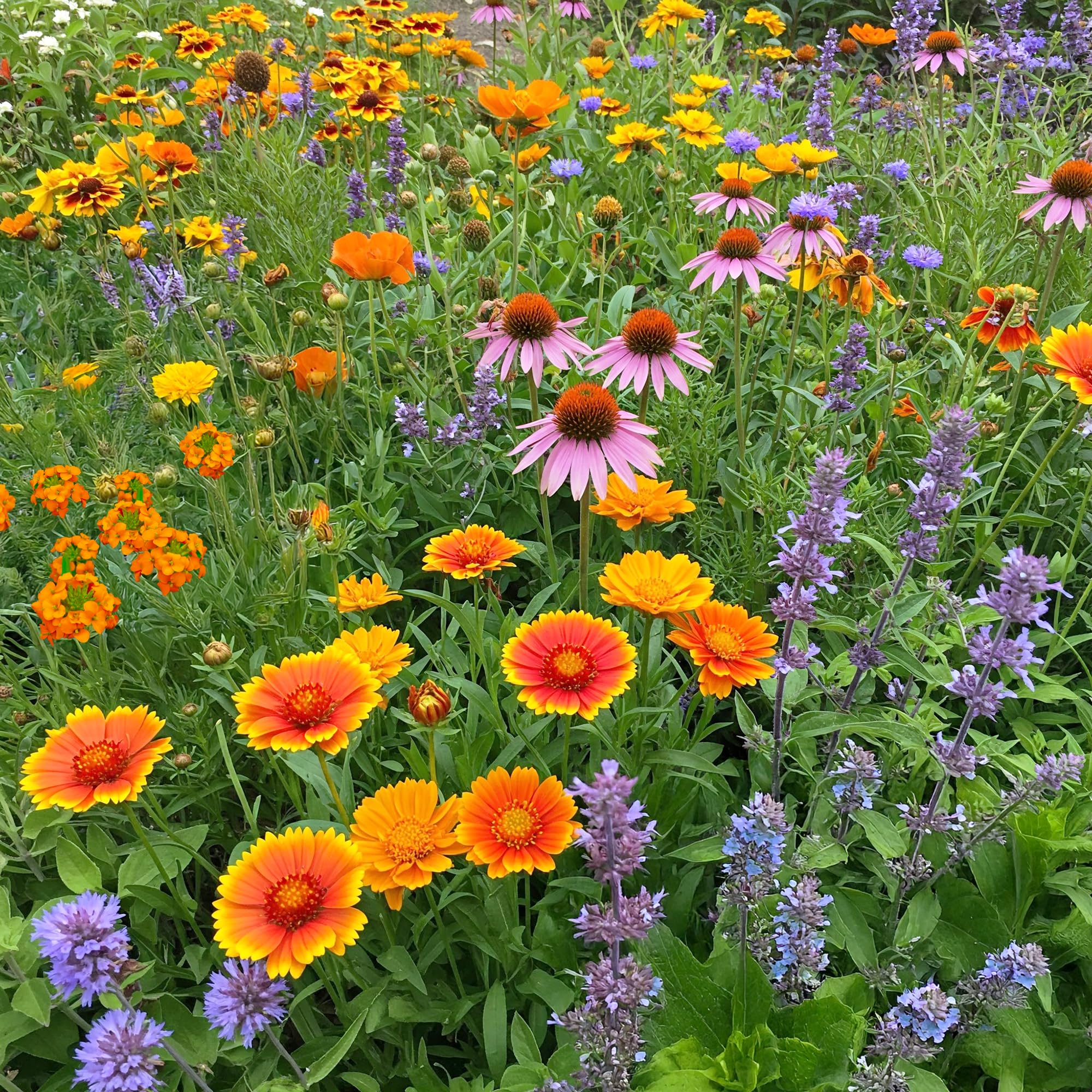 Ferry-Morse Honey Bee Mix Bulk Flower Seeds